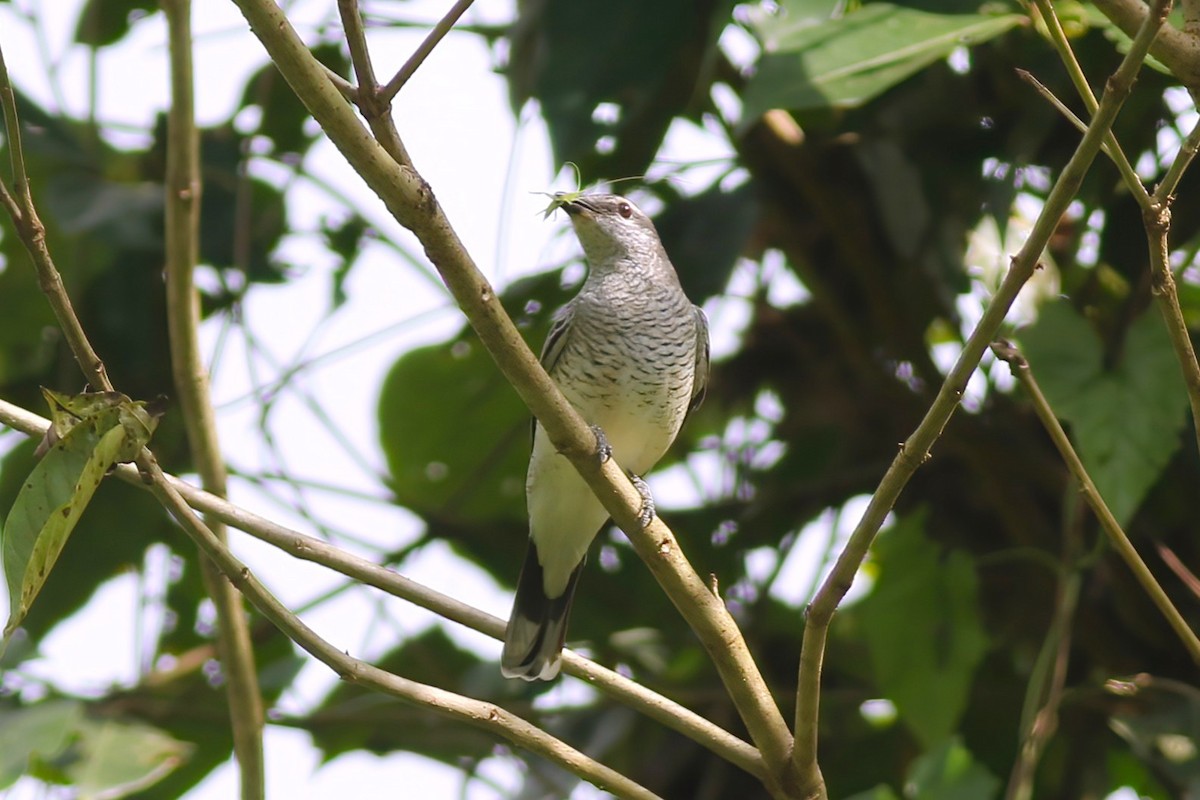 ズグロアサクラサンショウクイ - ML646106030