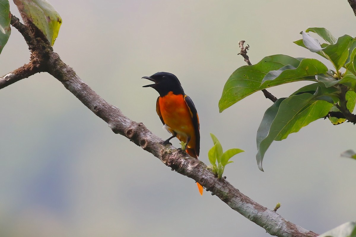 ヒイロサンショウクイ - ML646106032