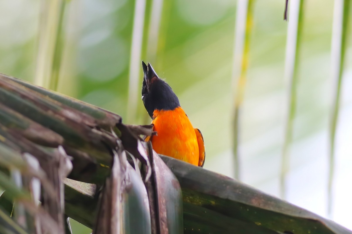 ヒイロサンショウクイ - ML646106033