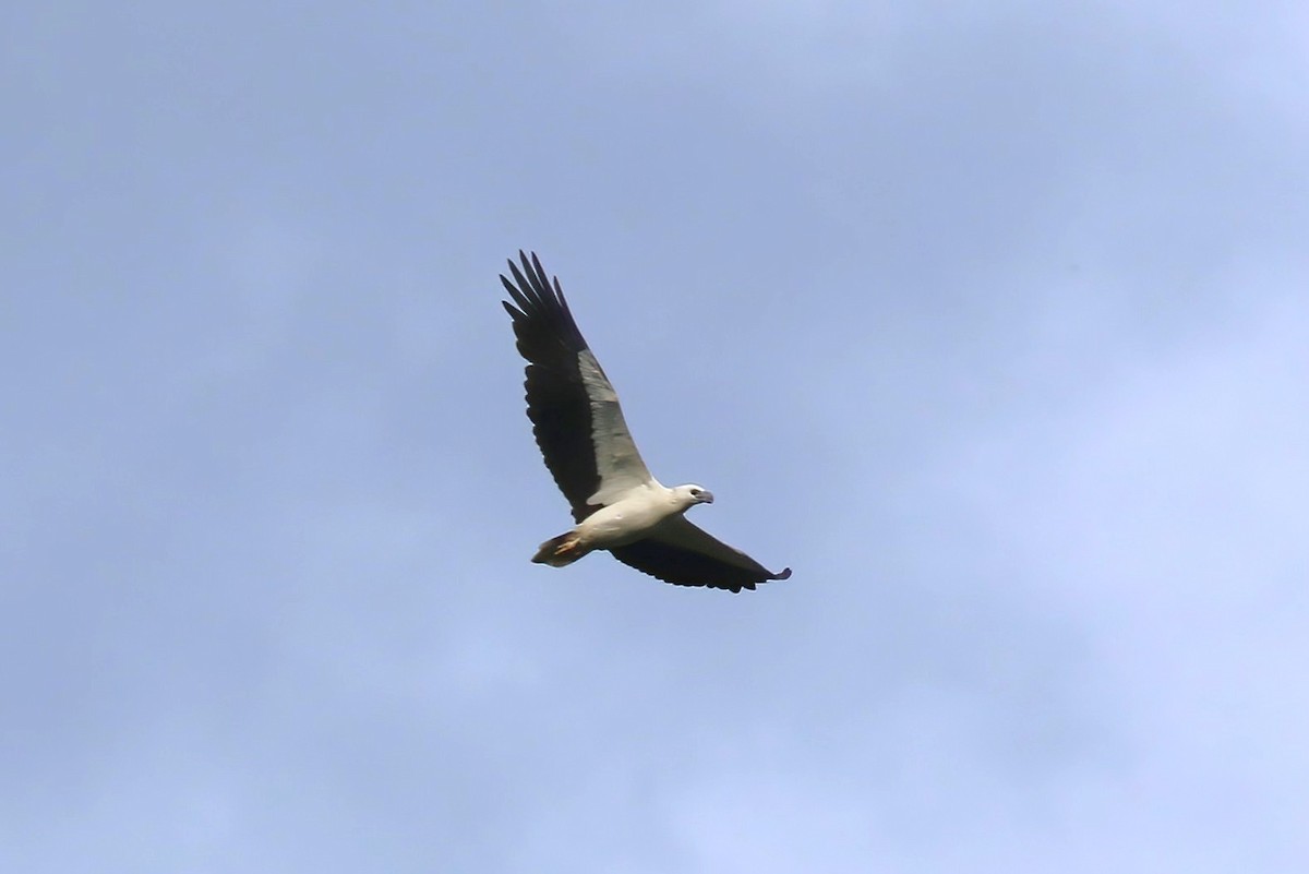 シロハラウミワシ - ML646106035