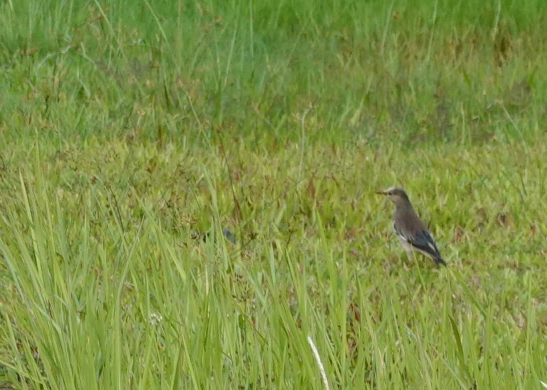 Улаан хошуут тодол - ML646106036