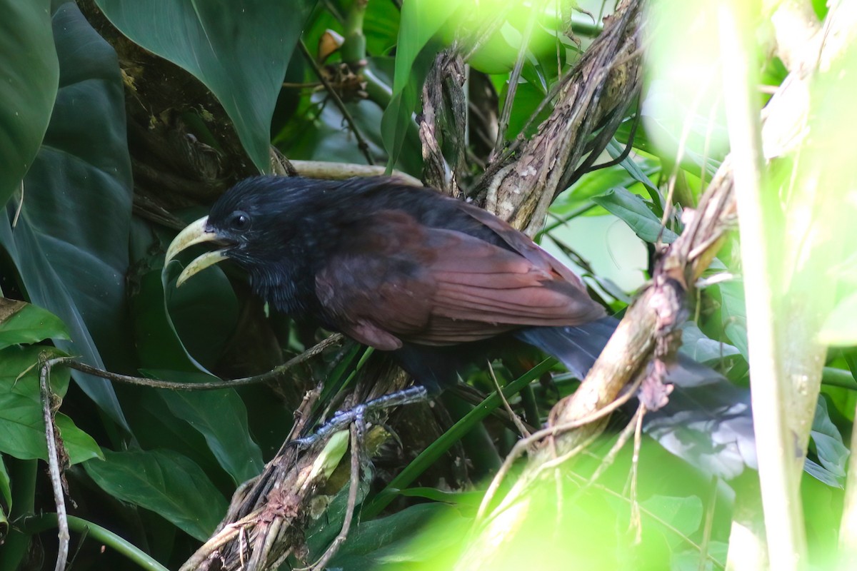 grønnebbsporegjøk - ML646106041