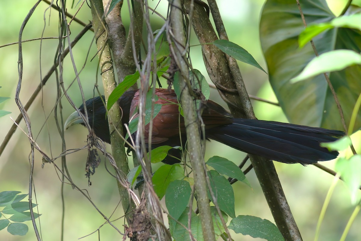 grønnebbsporegjøk - ML646106042