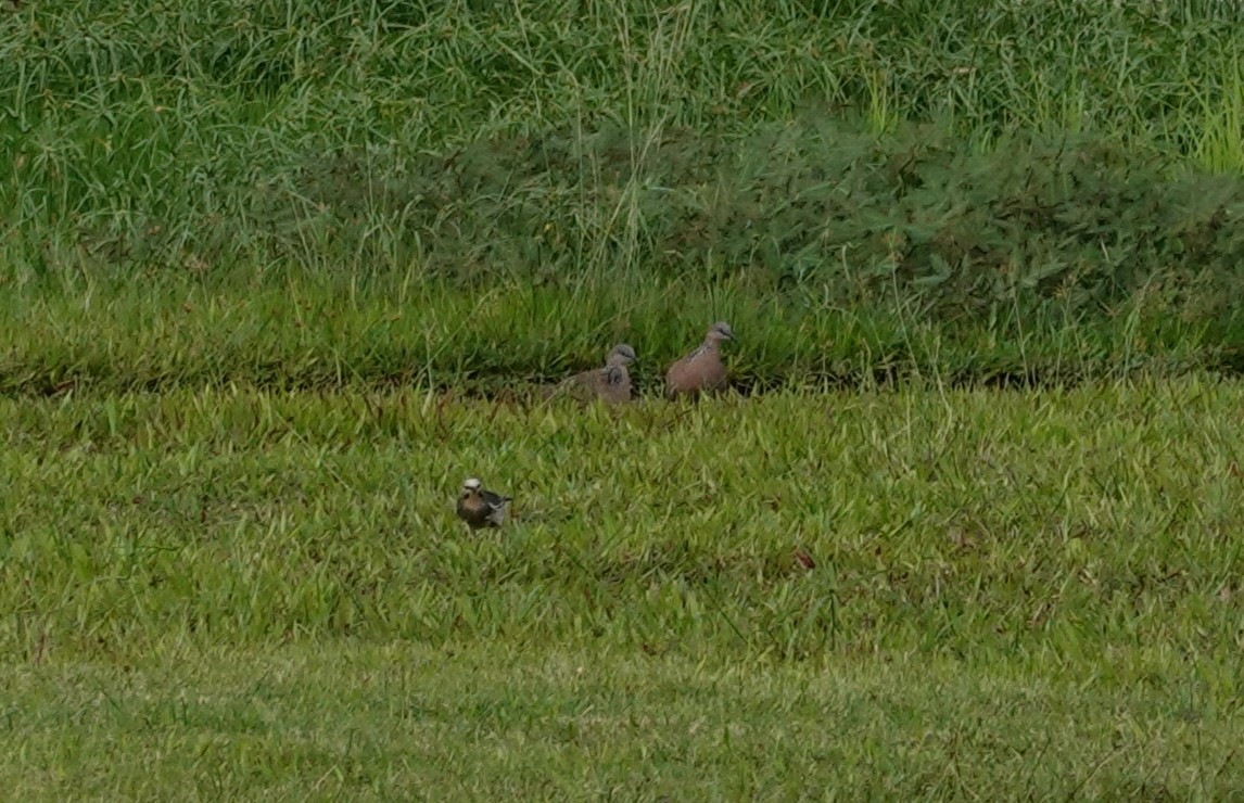 Улаан хошуут тодол - ML646106045