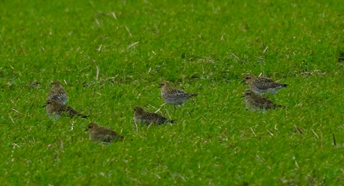 Сивка звичайна - ML646106081