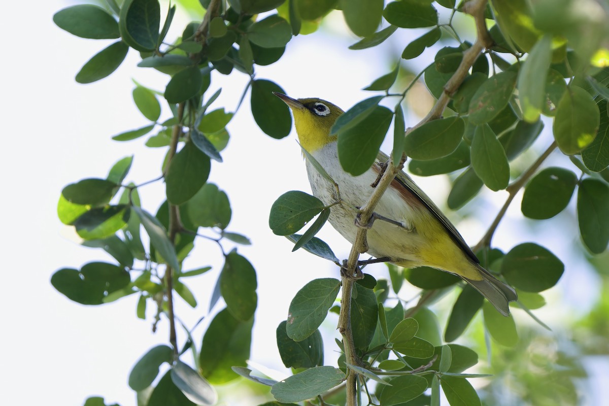Chestnut-flanked White-eye - ML646106085