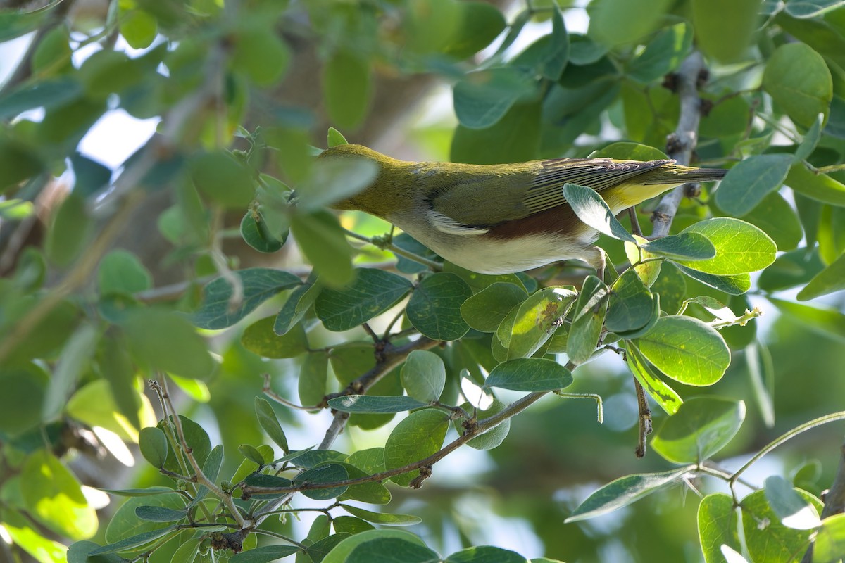 Chestnut-flanked White-eye - ML646106086