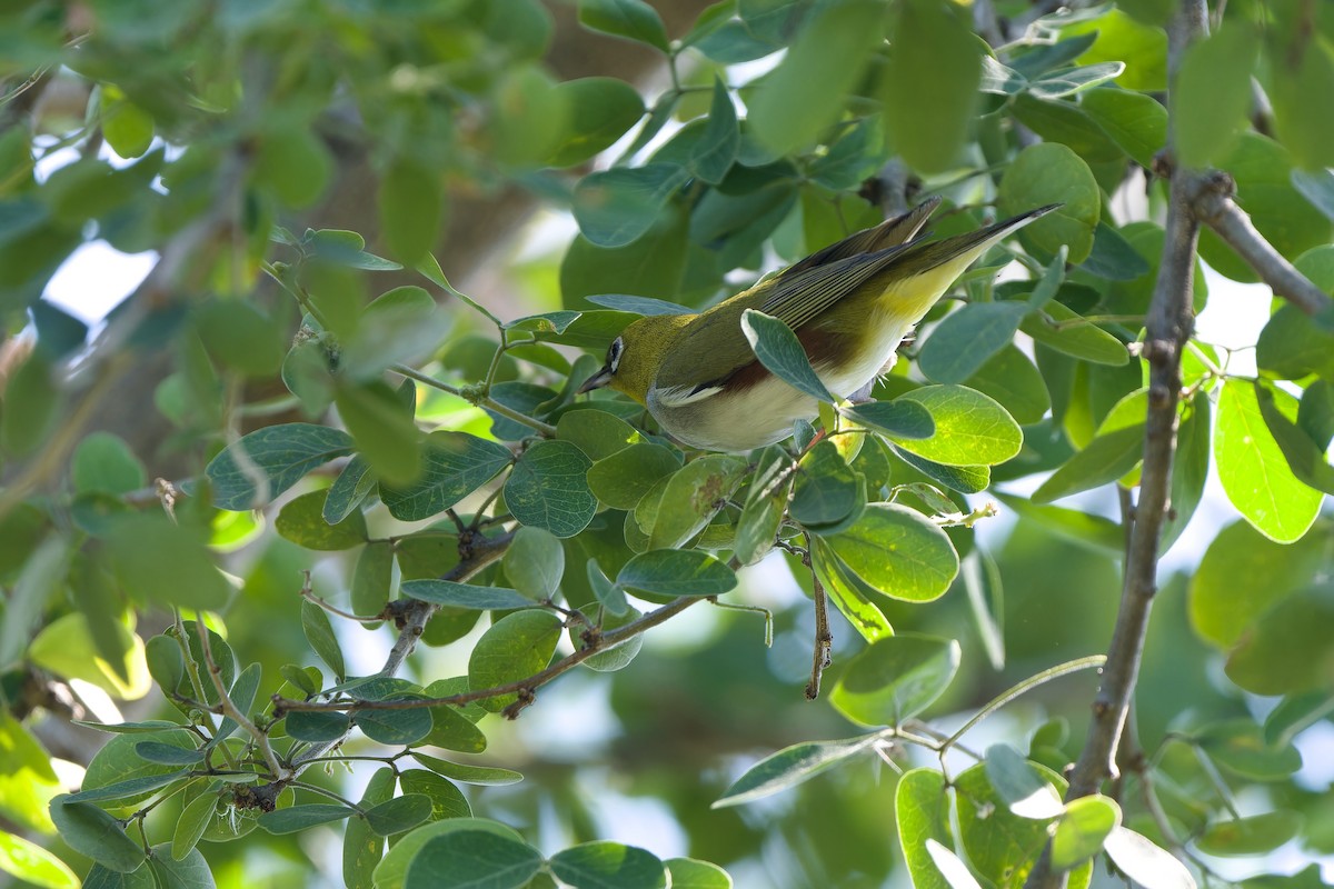 Chestnut-flanked White-eye - ML646106087