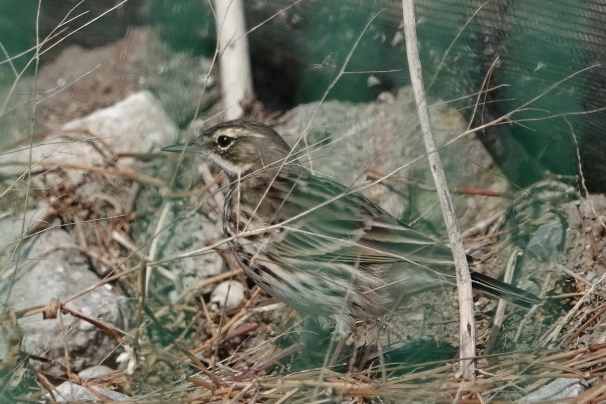 Rosy Pipit - ML646106099