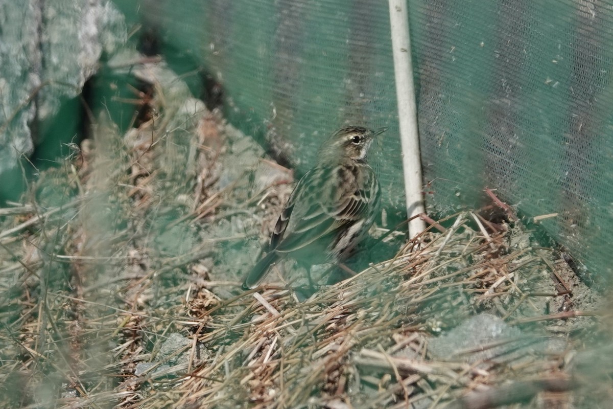 Rosy Pipit - ML646106102
