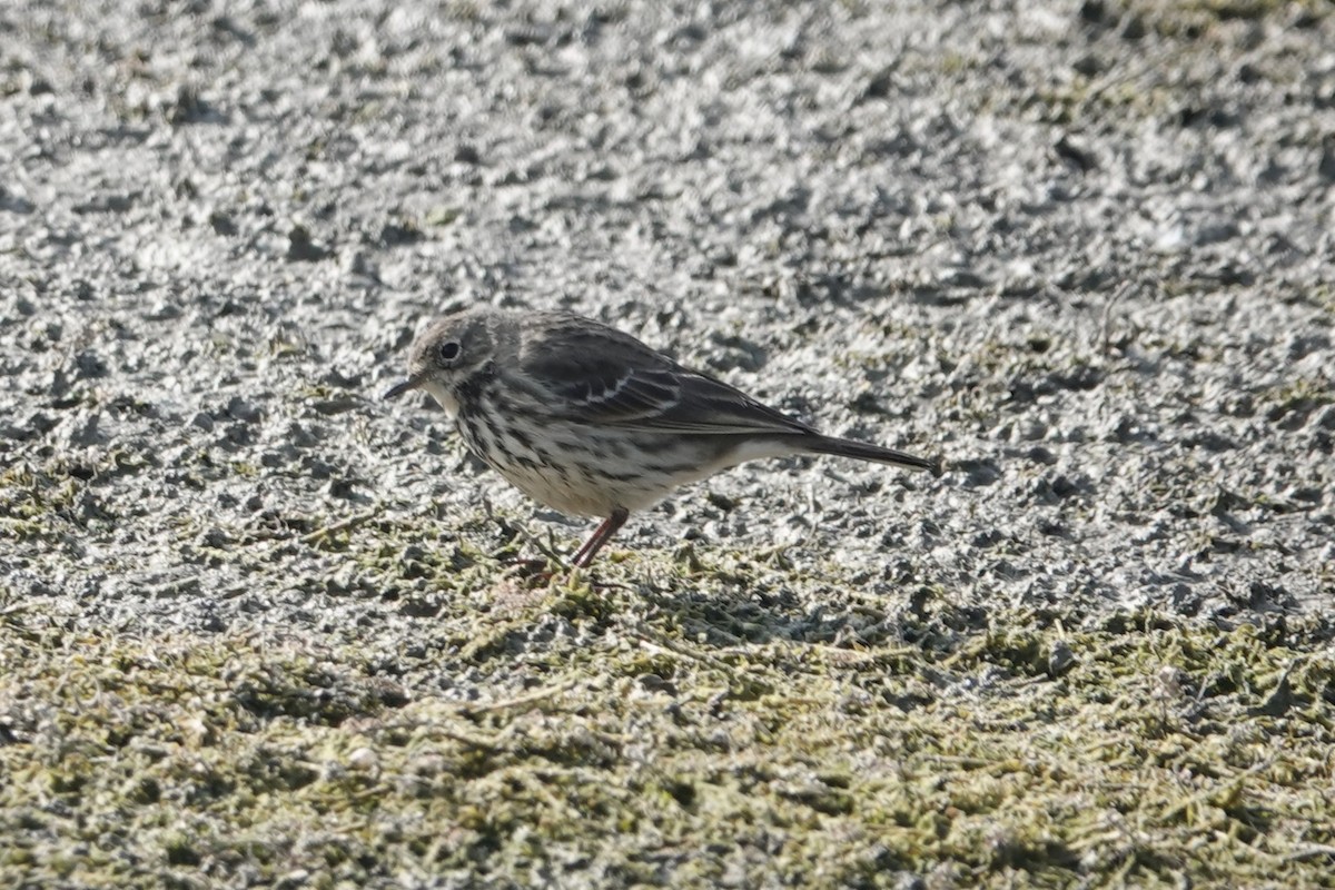 Siberian Pipit - ML646106103