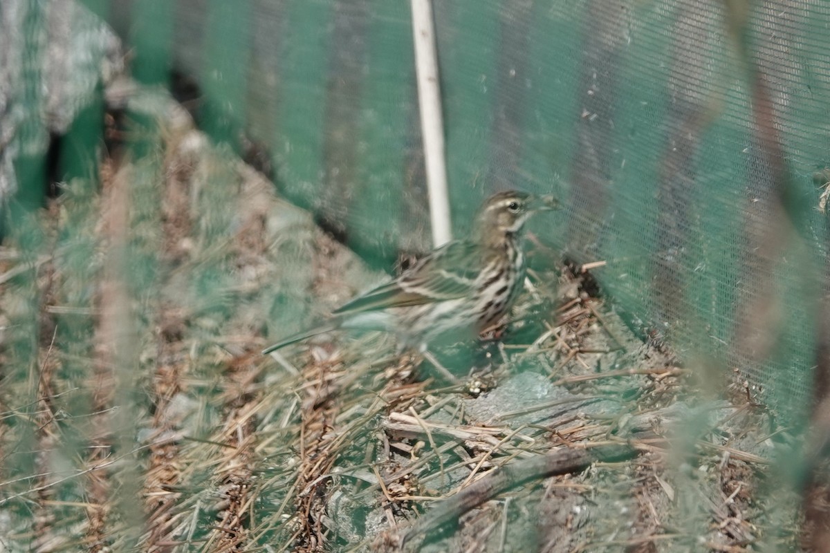 Rosy Pipit - ML646106104