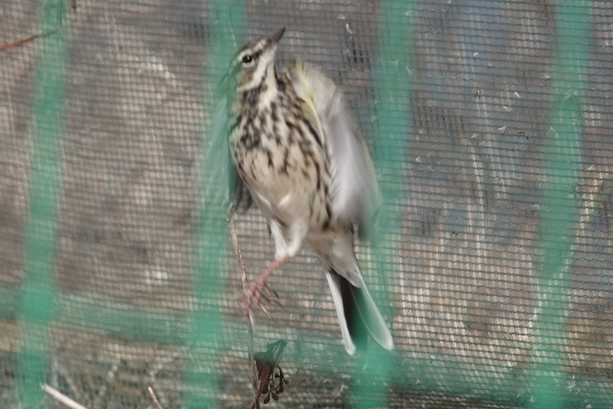 Rosy Pipit - ML646106105