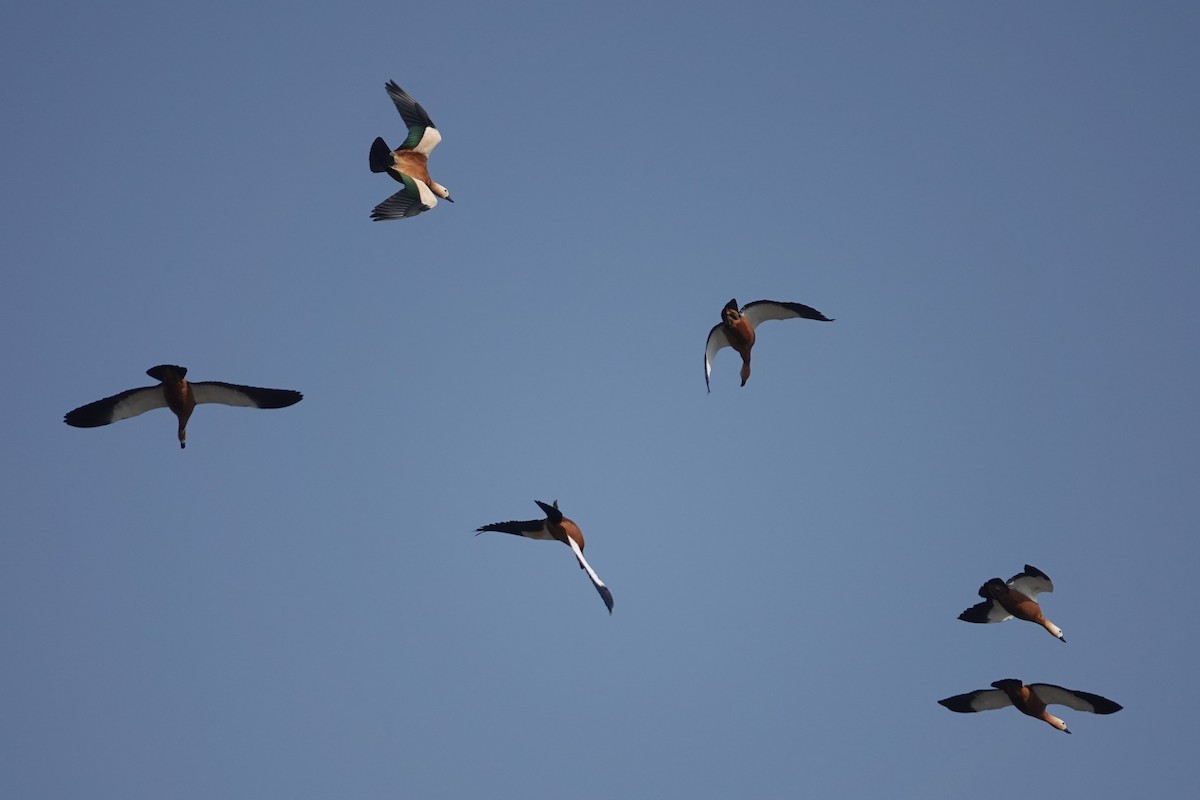 Ruddy Shelduck - ML646106106