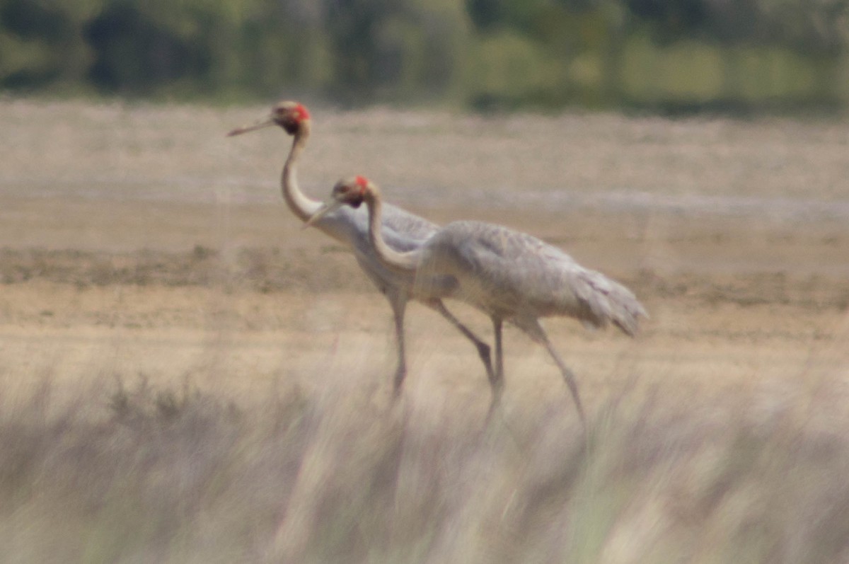Brolga - ML646106111