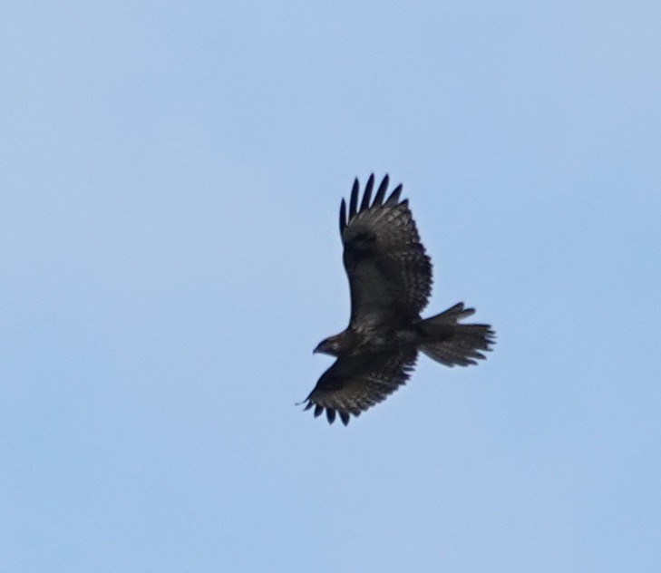 Eastern Buzzard - ML646106113