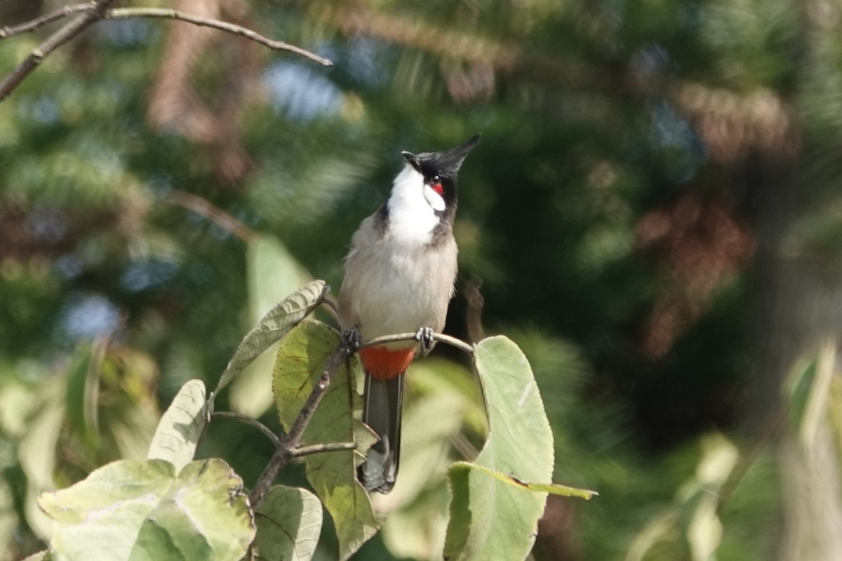 Red-whiskered Bulbul - ML646106115