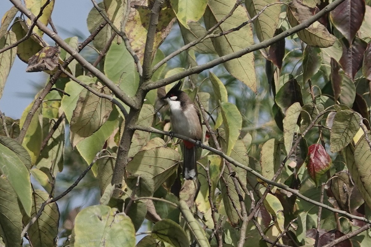 Red-whiskered Bulbul - ML646106117