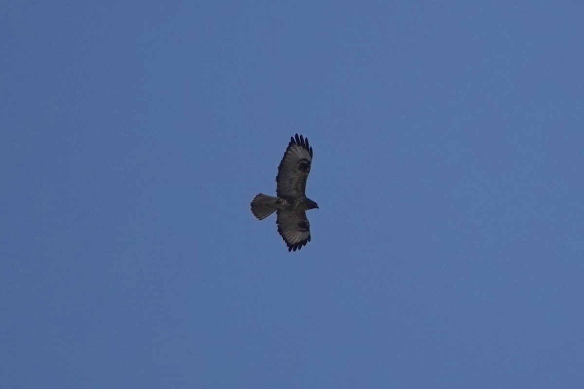 Eastern Buzzard - ML646106118