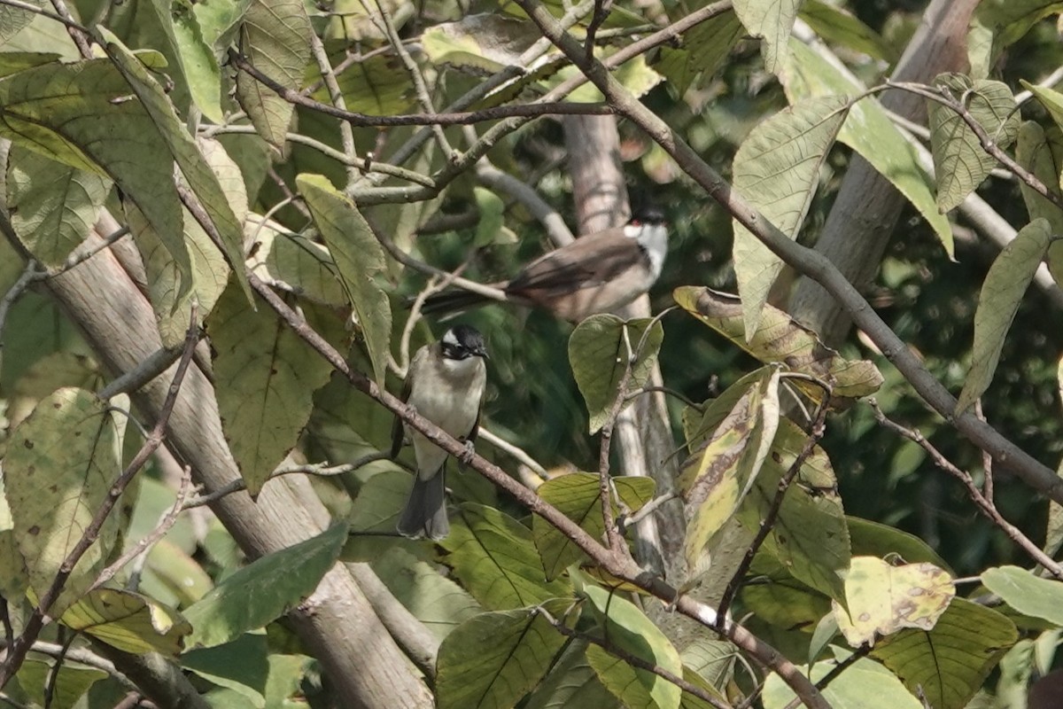 Light-vented Bulbul - ML646106119