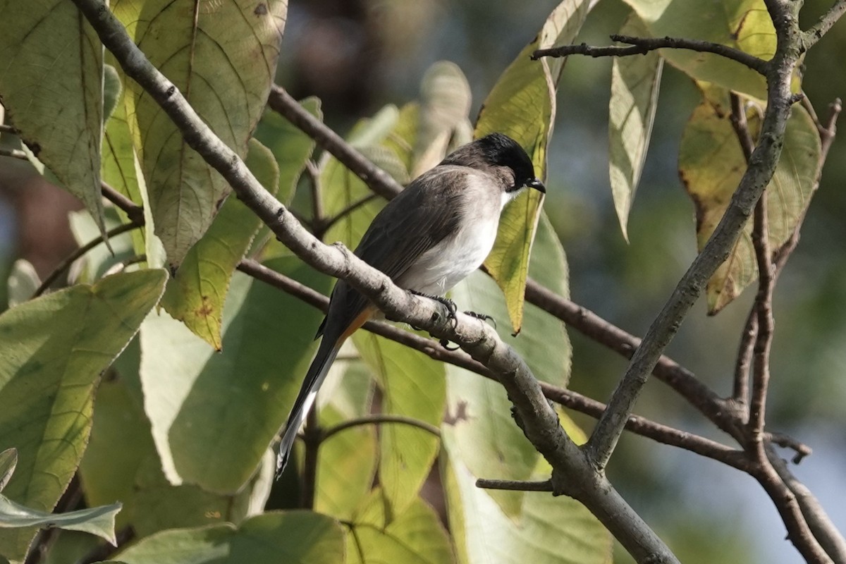 Brown-breasted Bulbul - ML646106120