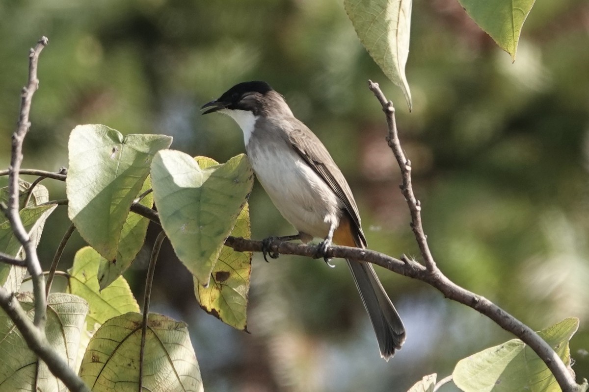 Brown-breasted Bulbul - ML646106121