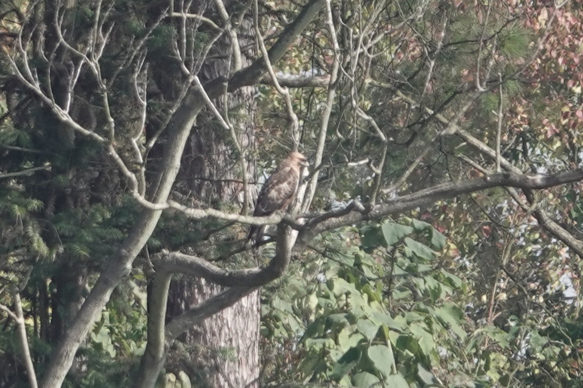 Eastern Buzzard - ML646106122