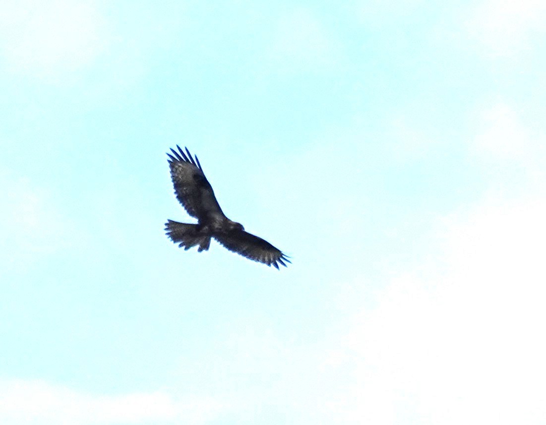 Eastern Buzzard - ML646106124