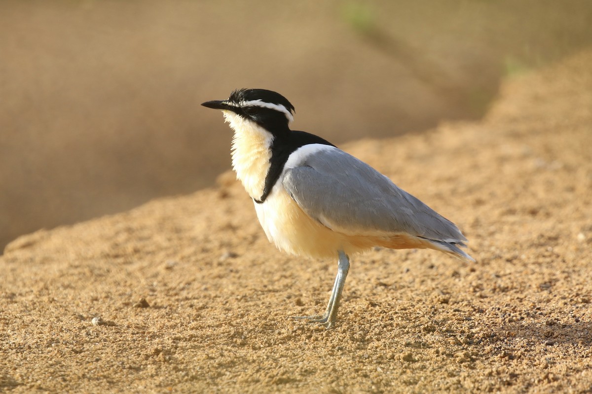 ナイルチドリ - ML646106126