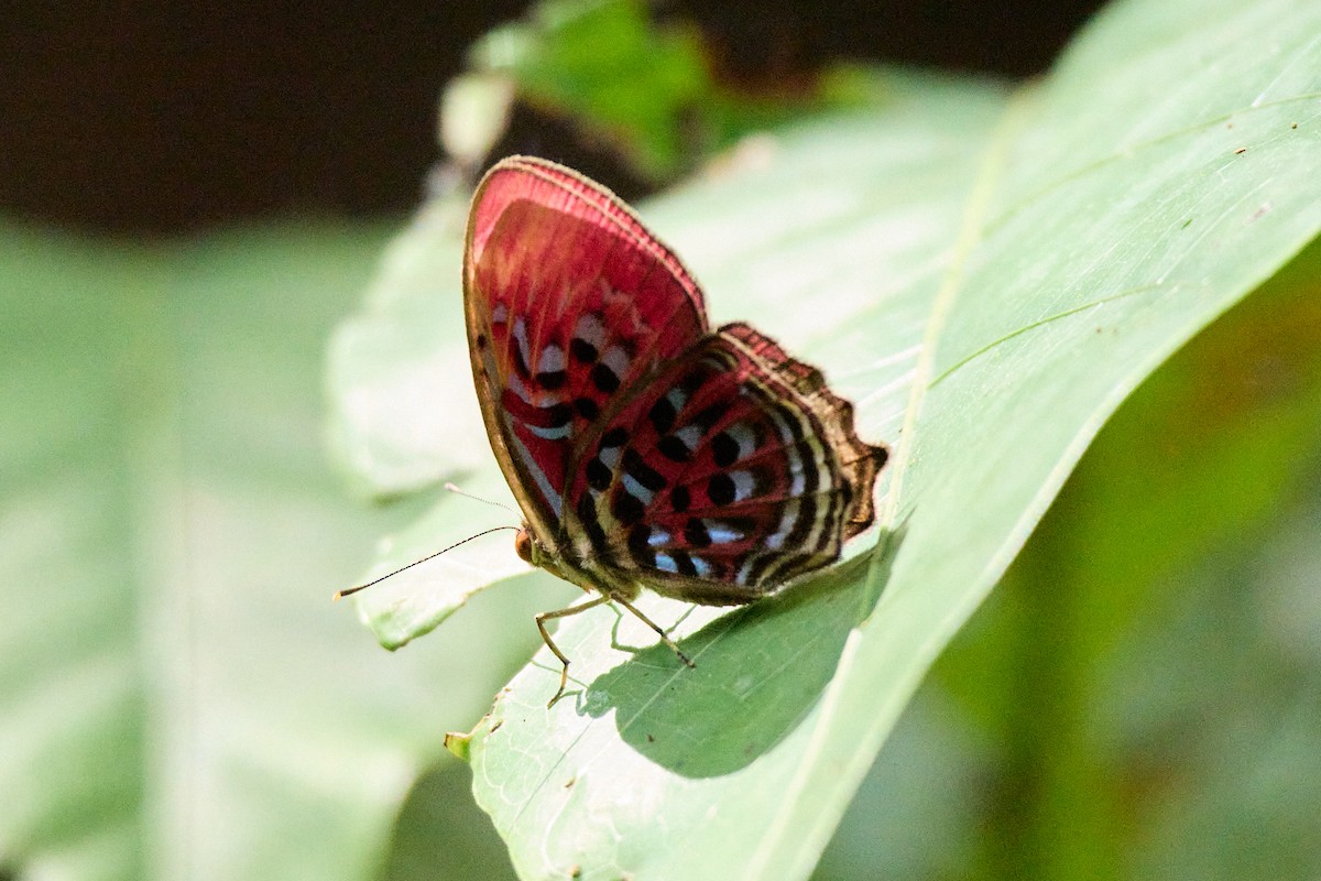 Malay Red Harlequin - ML646106128