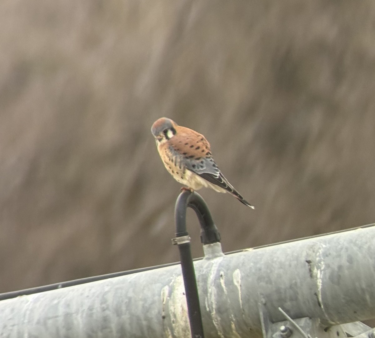 בז אמריקני - ML646106137