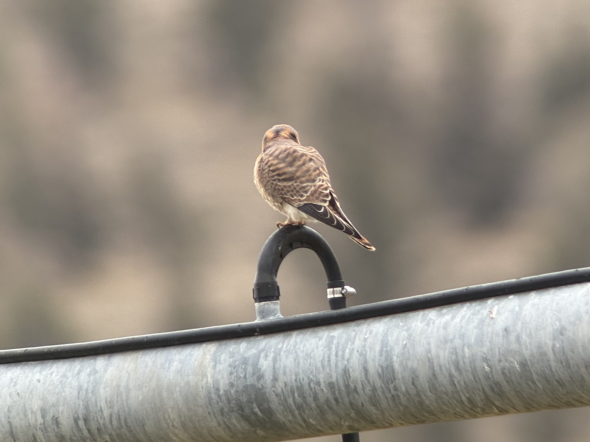 בז אמריקני - ML646106138
