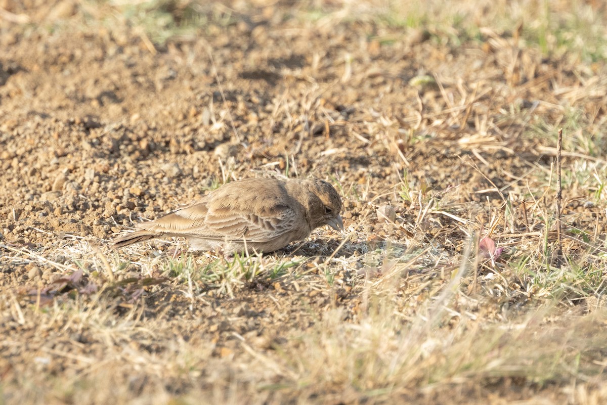 Ashy-crowned Sparrow-Lark - Kalpesh Krishna
