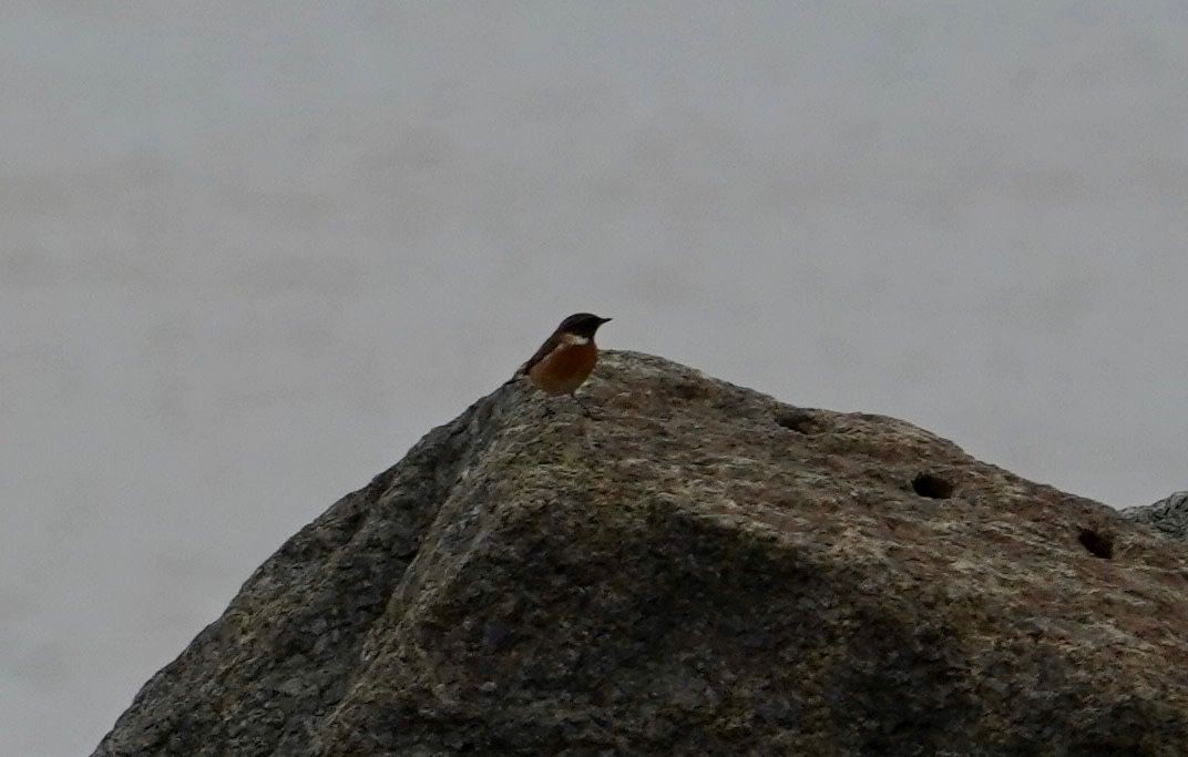 European Stonechat - ML646106142