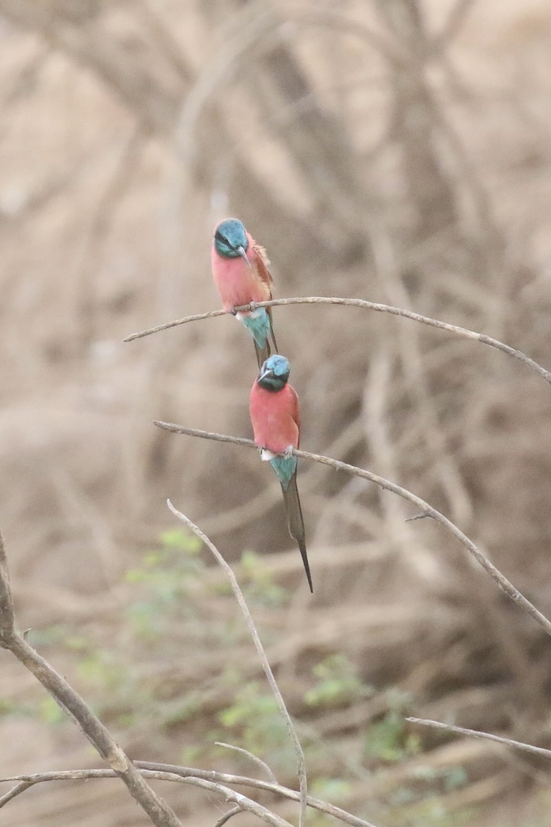 שרקרק ורוד - ML646106143