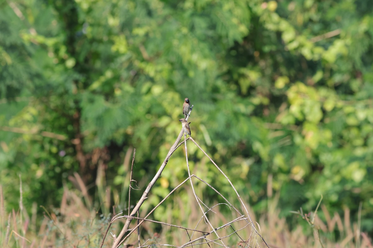 Scaly-breasted Munia - ML646106149