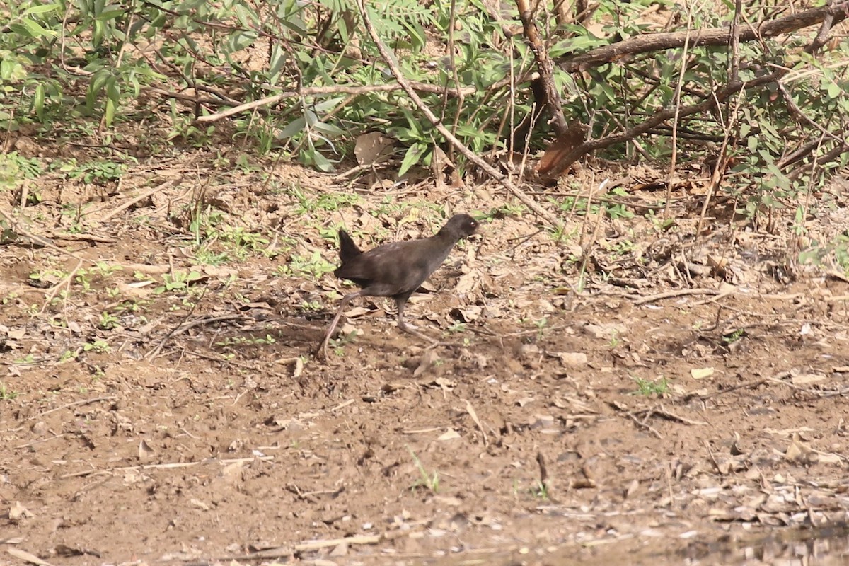 svartrikse - ML646106161