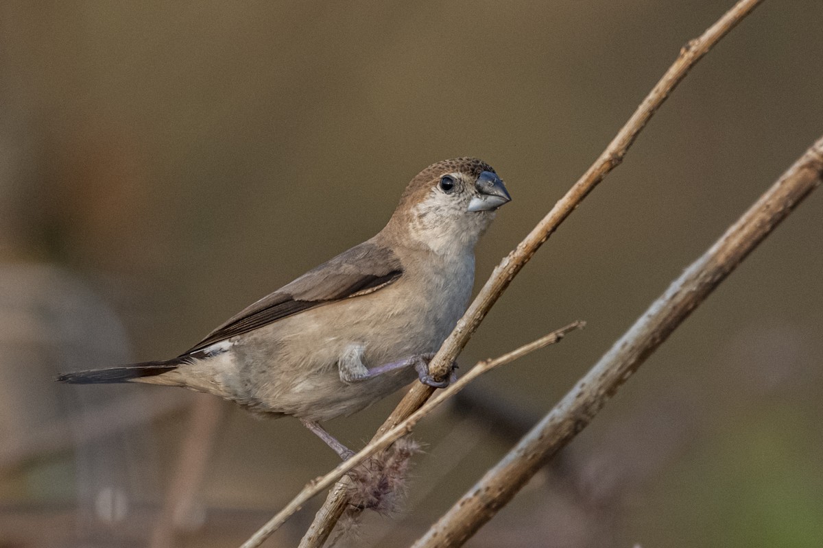 Indian Silverbill - ML646106162