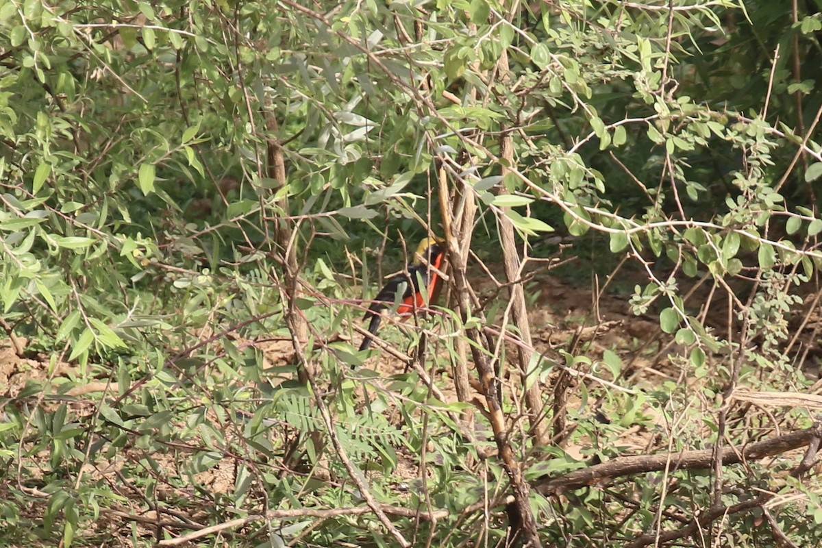 Yellow-crowned Gonolek - ML646106165