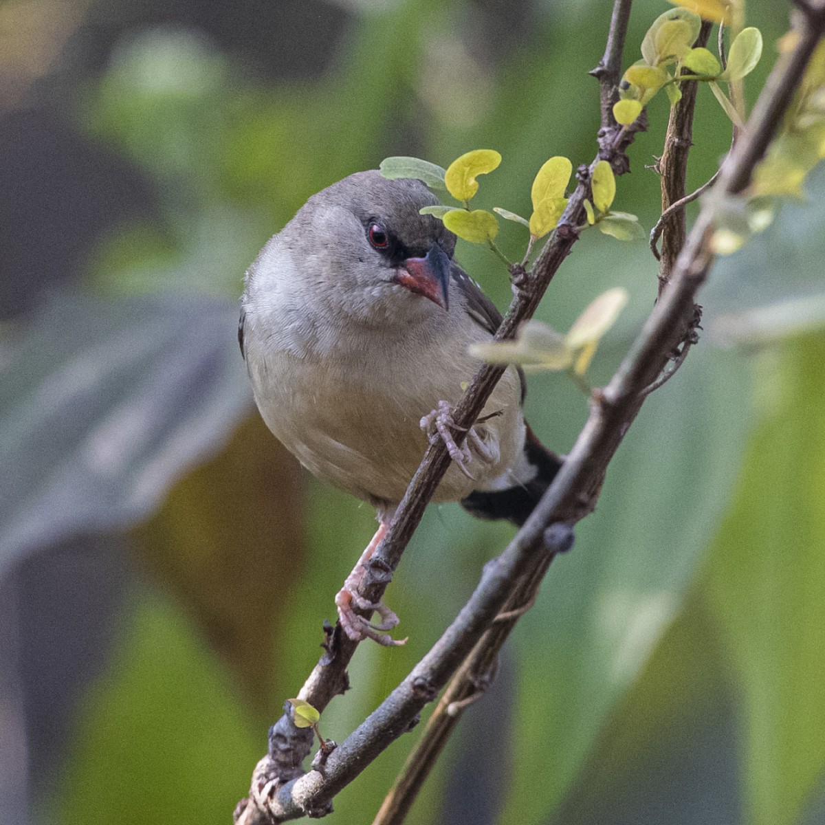 Red Avadavat - ML646106167