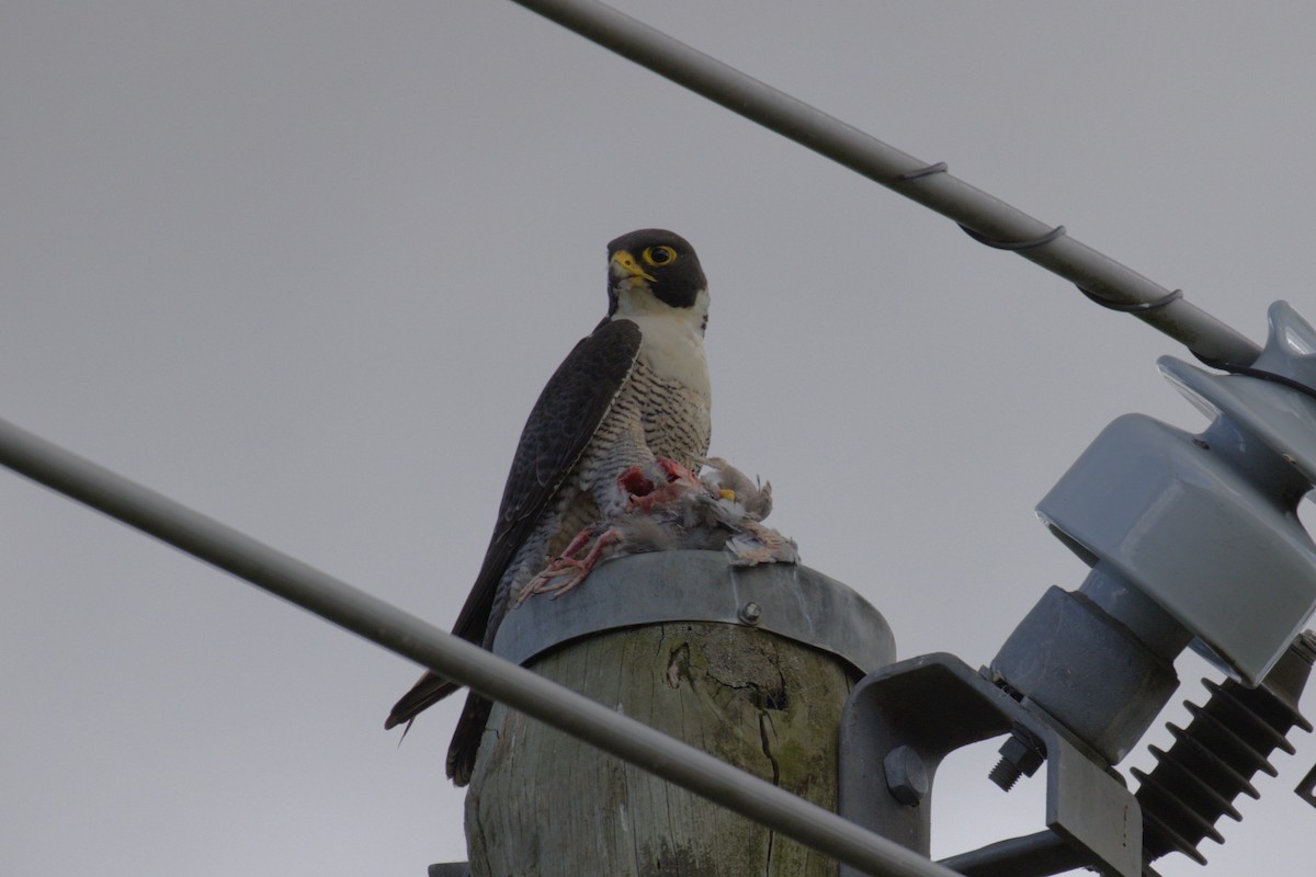 Peregrine Falcon - ML646106170
