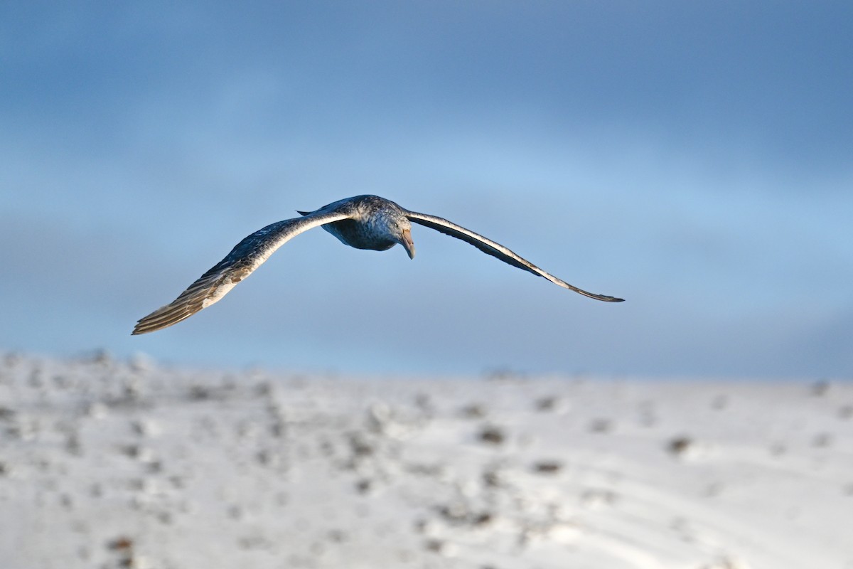 Southern Giant-Petrel - ML646106174