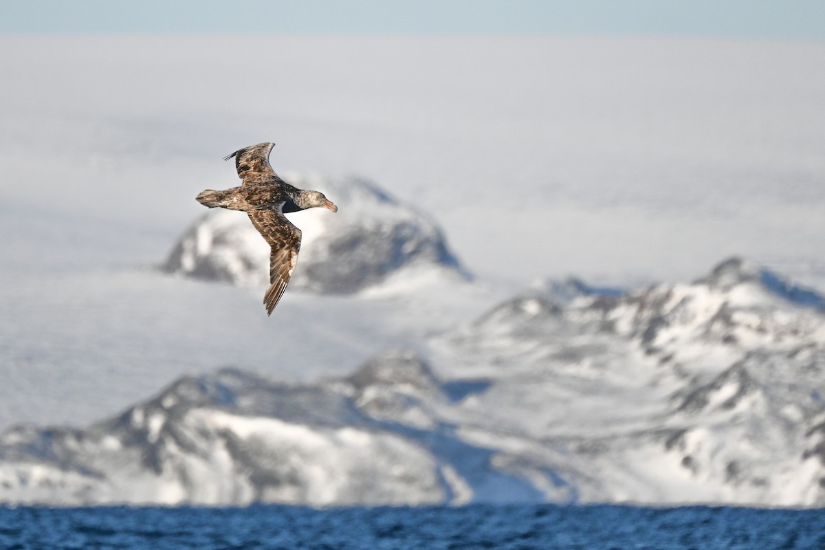 Southern Giant-Petrel - ML646106175
