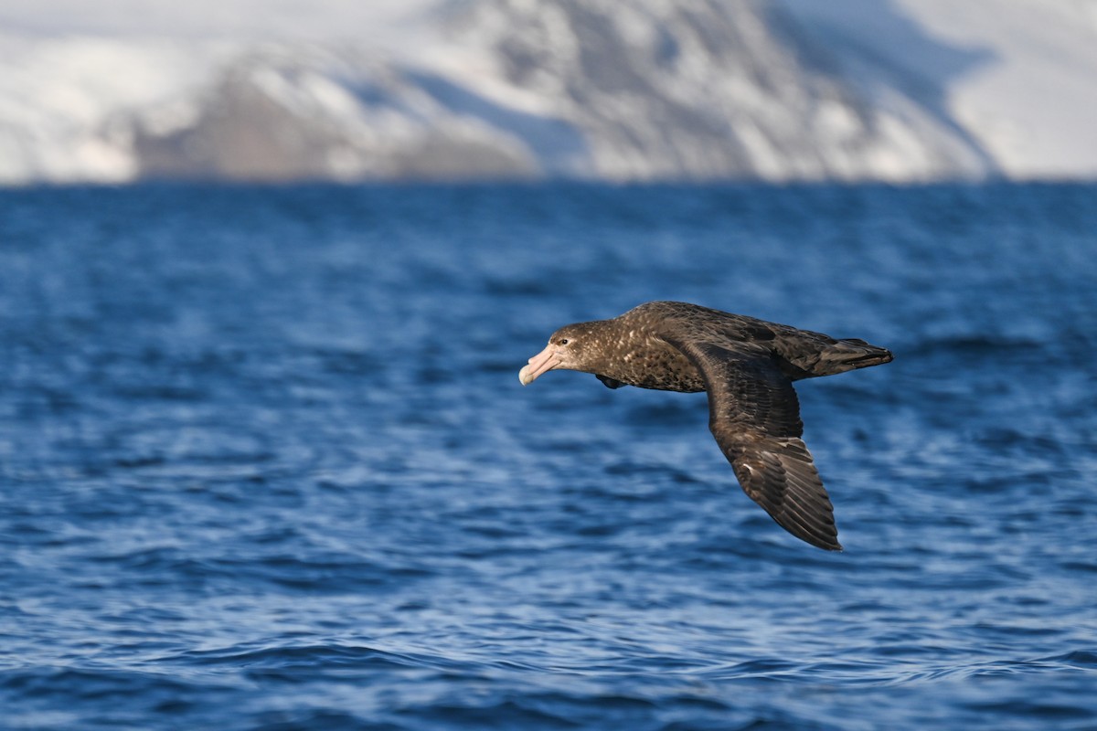 Southern Giant-Petrel - ML646106177