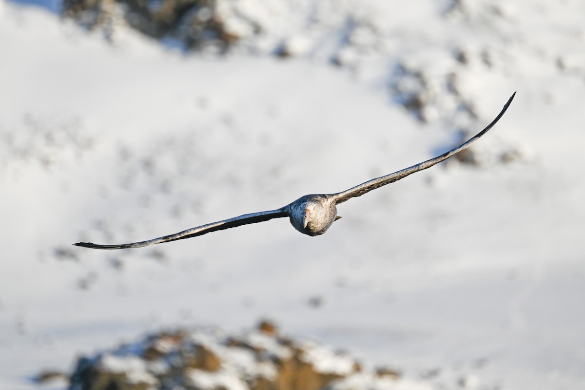 Southern Giant-Petrel - ML646106178