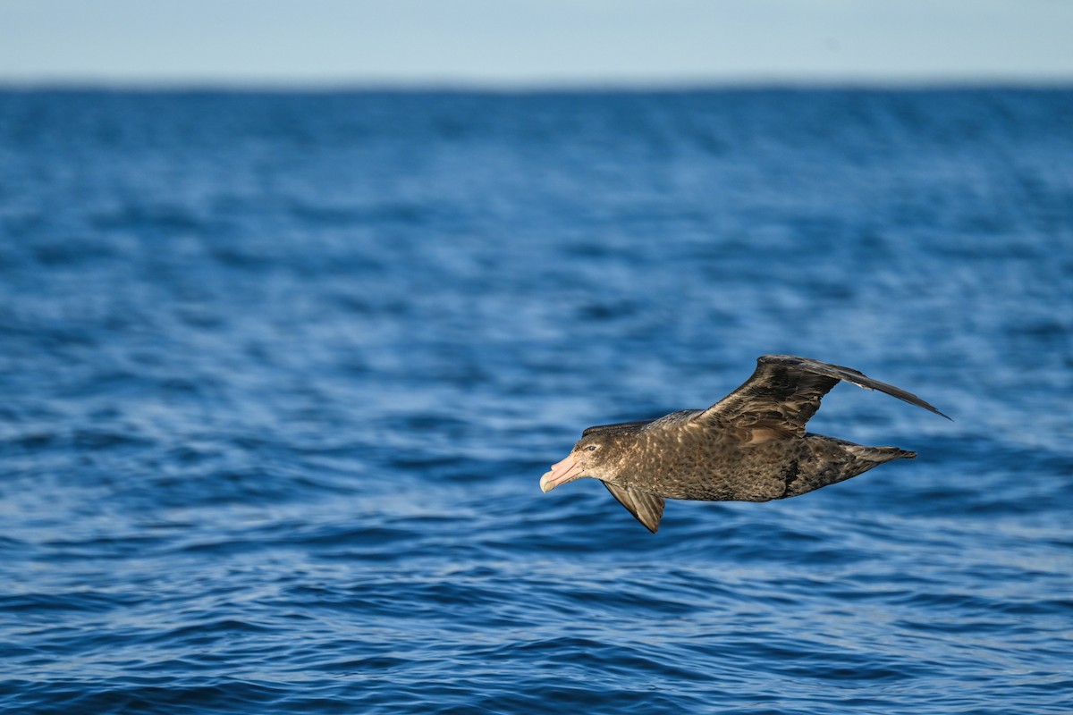 Southern Giant-Petrel - ML646106179