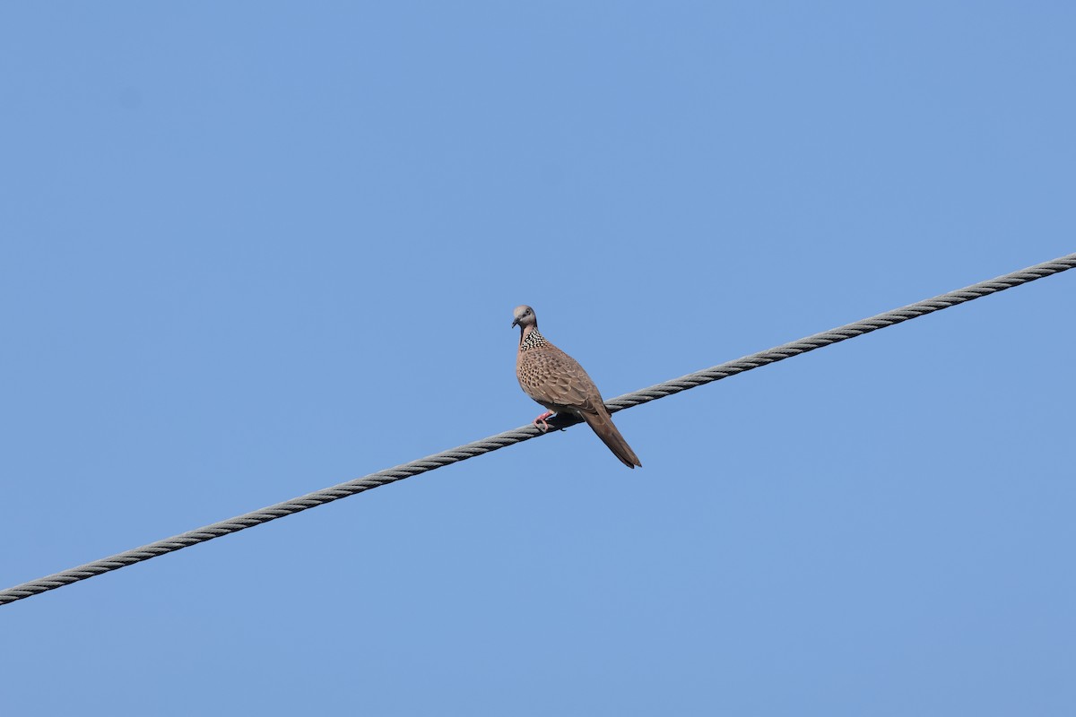 Spotted Dove - ML646106181