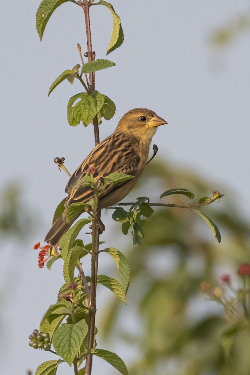 Baya Weaver - ML646106183