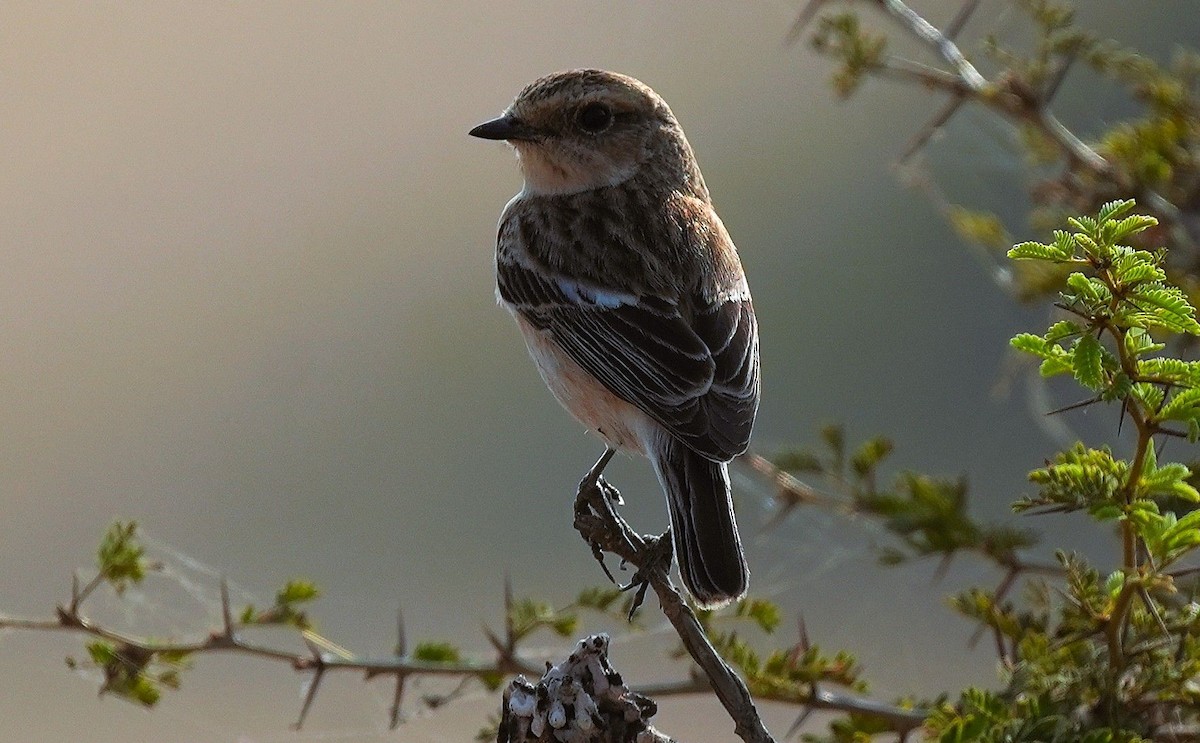 Siberian Stonechat - ML646106185