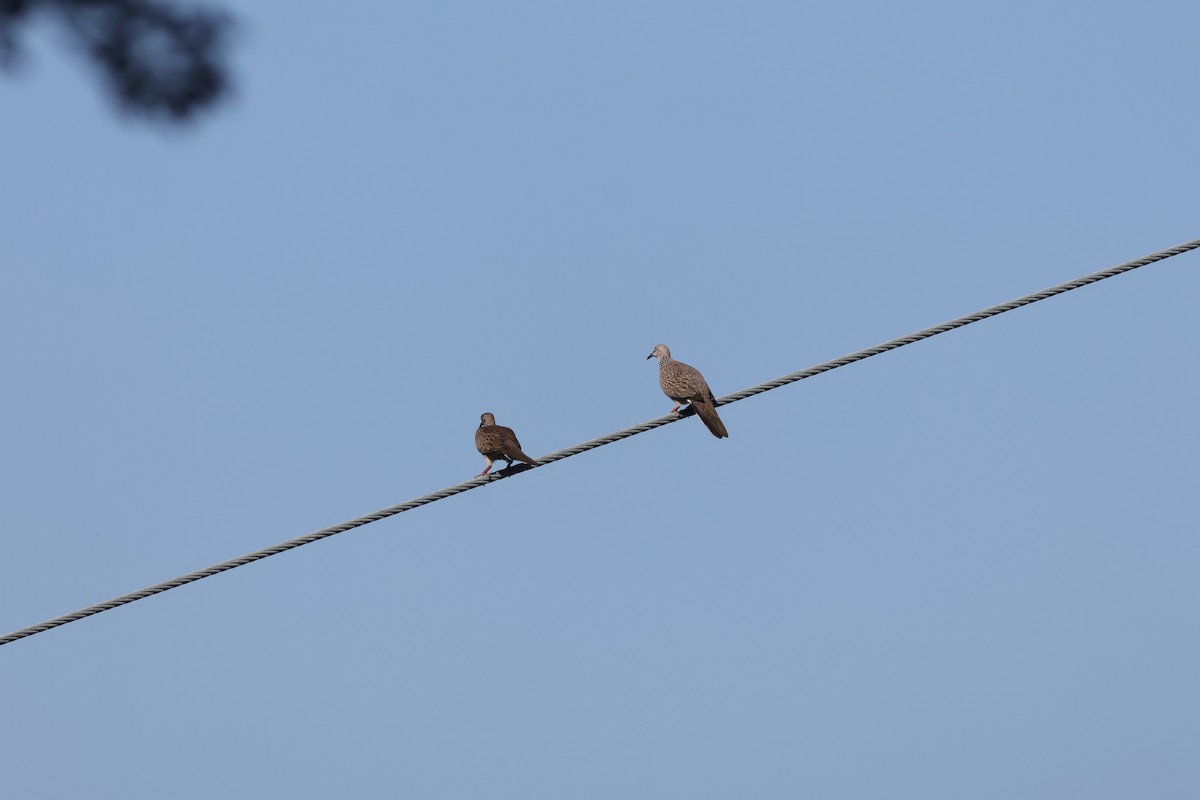 Spotted Dove - ML646106188